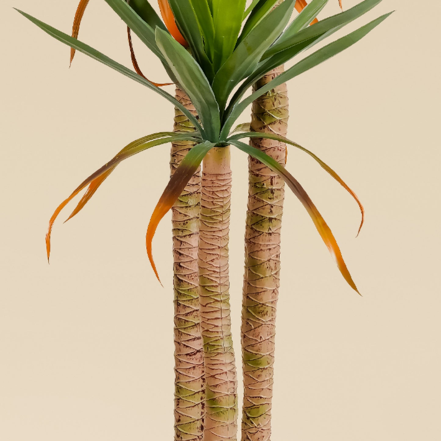 Yucca Elephantipes (5.2 Feet)