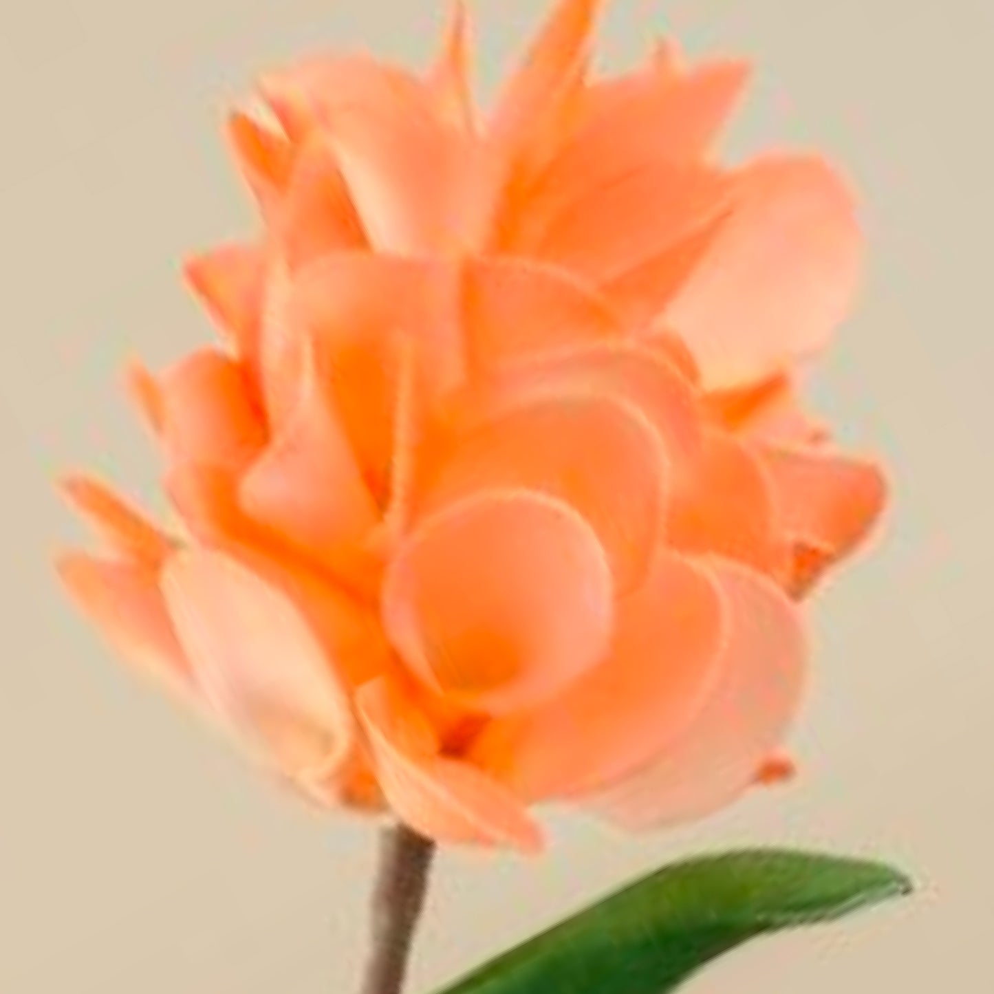 Chrysanthemum Foam Flower (Orange)