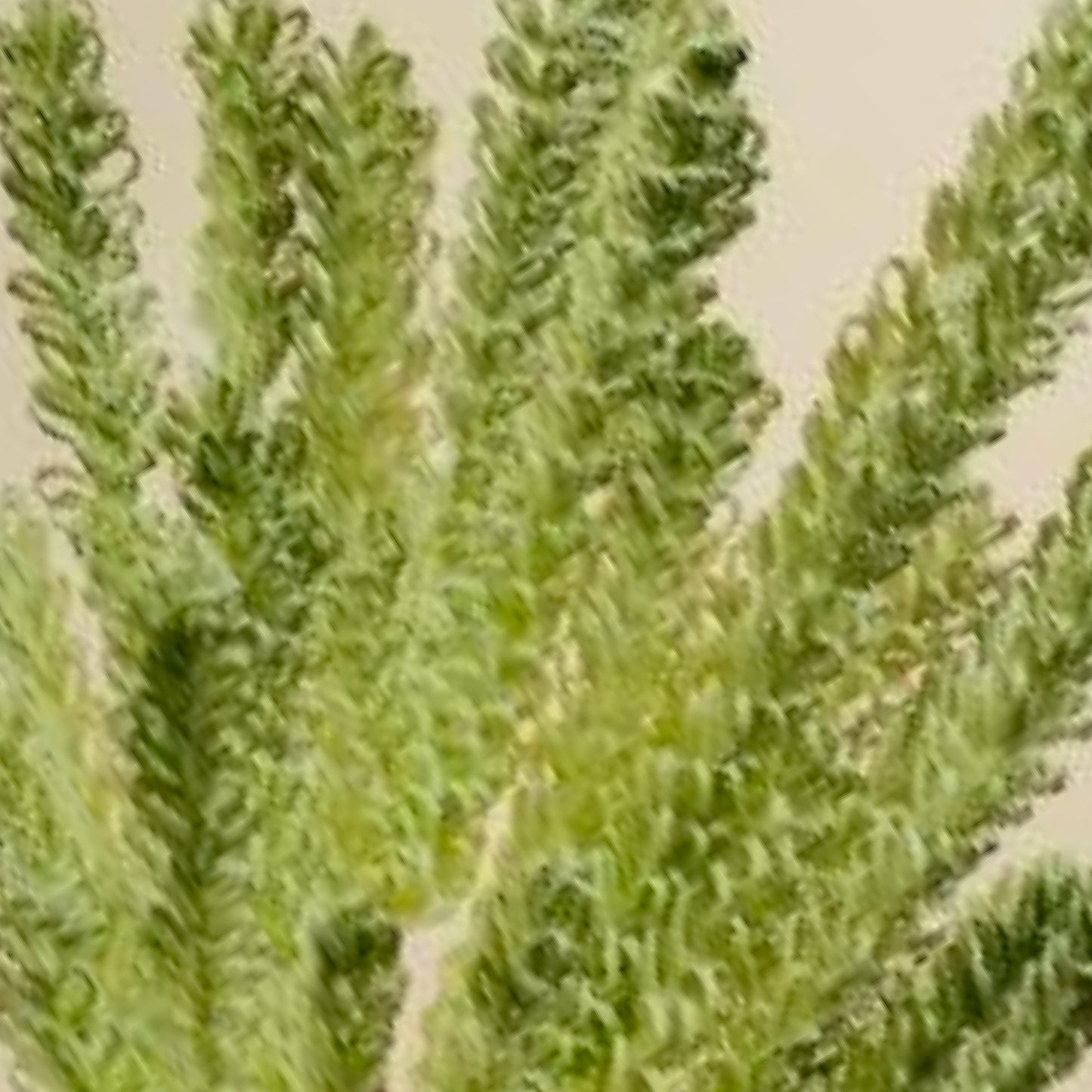 Pampas Reed Stem Faux Foam Flower (Green & White)