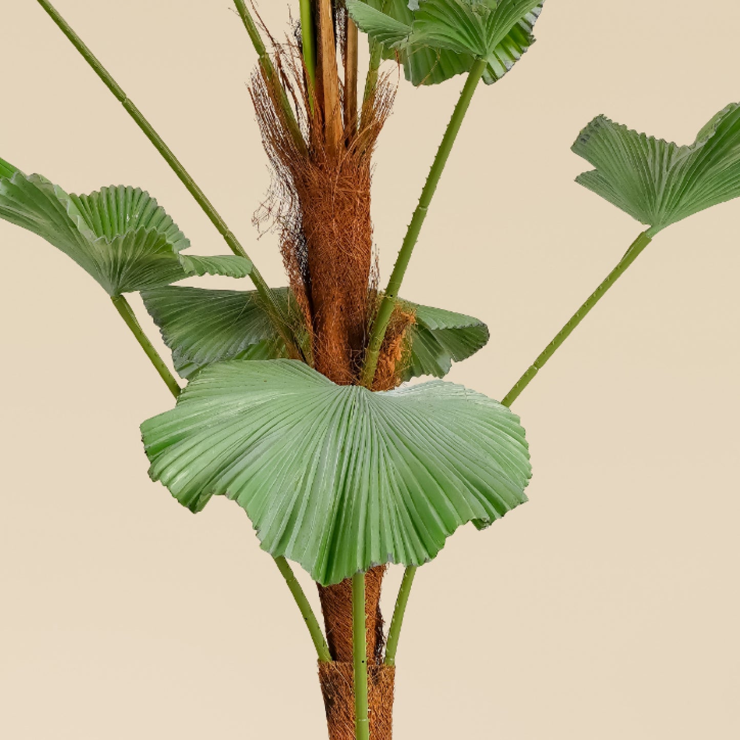 Japanese Ruffled Fan Palm (10 Leaves)