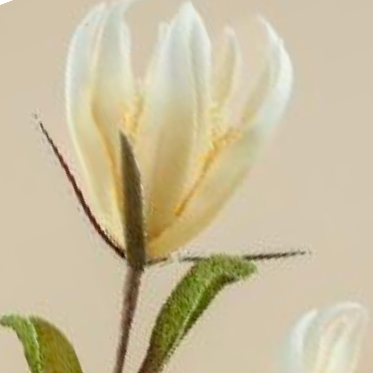 Magnolia Champaca Faux Foam Flower (Cream)