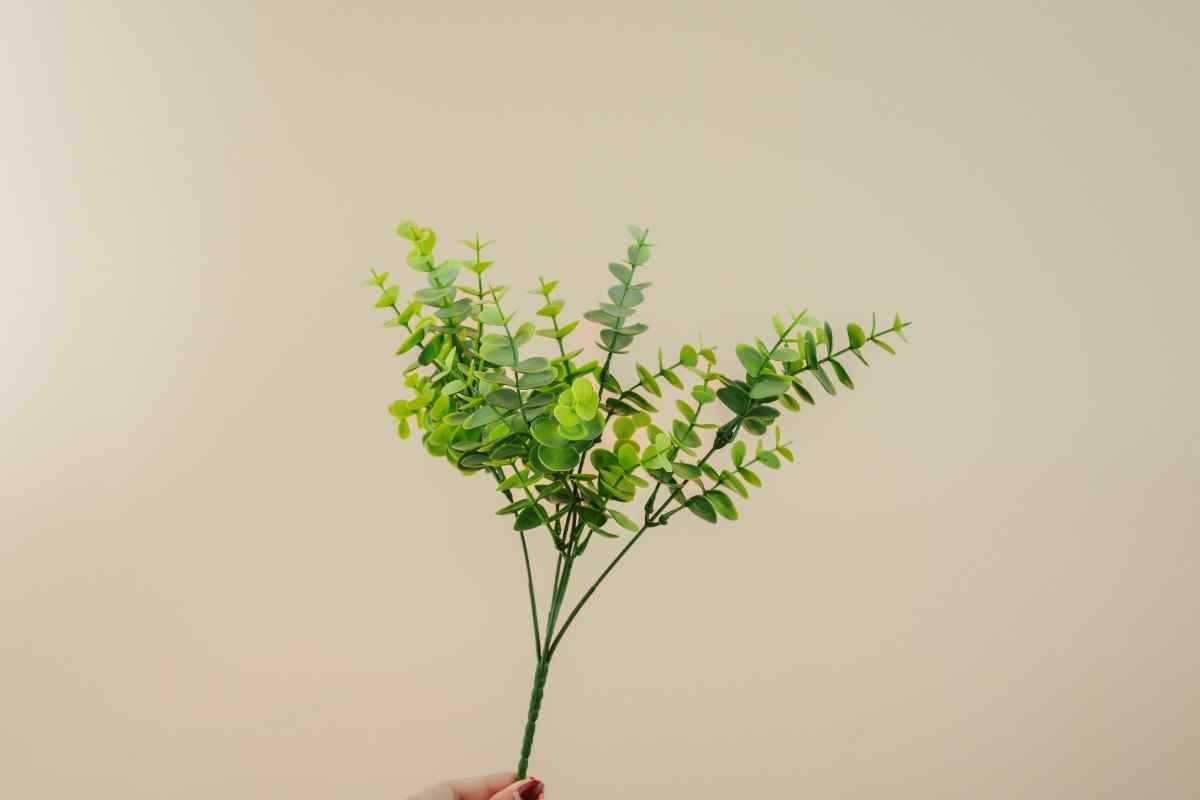 Eucalyptus ( 5 stems)