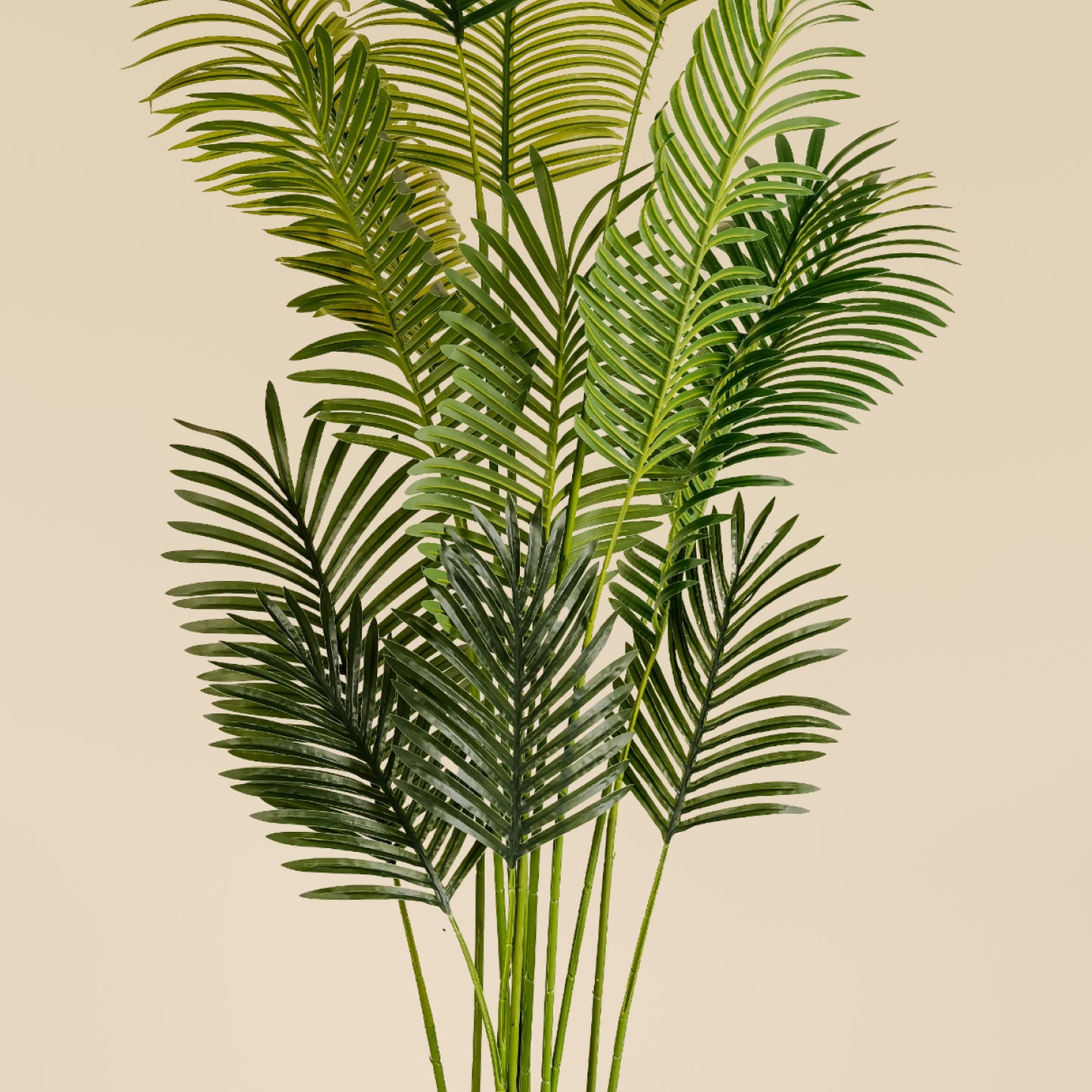 Areca Palm (13 leaves)