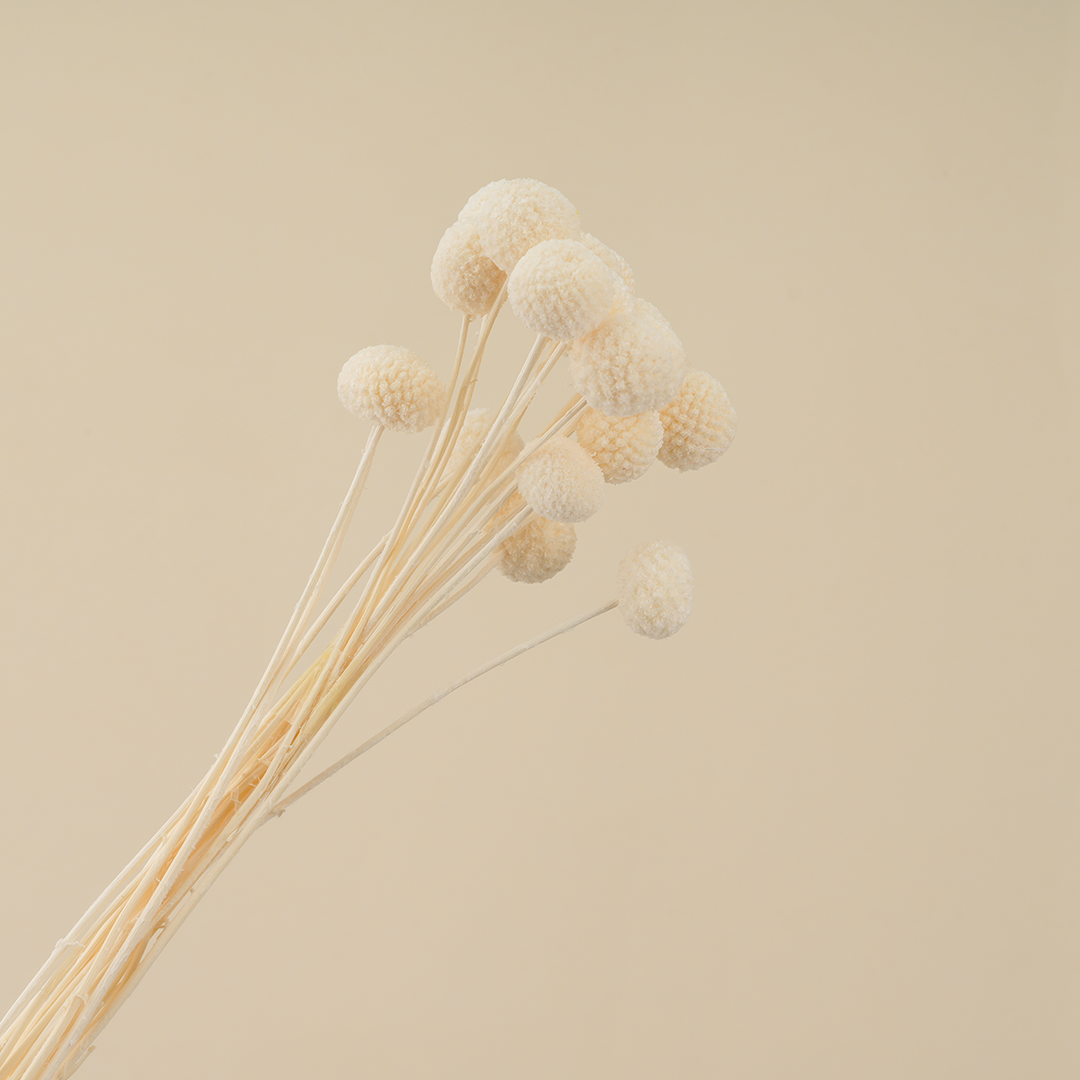 Dried Billy Ball (White)