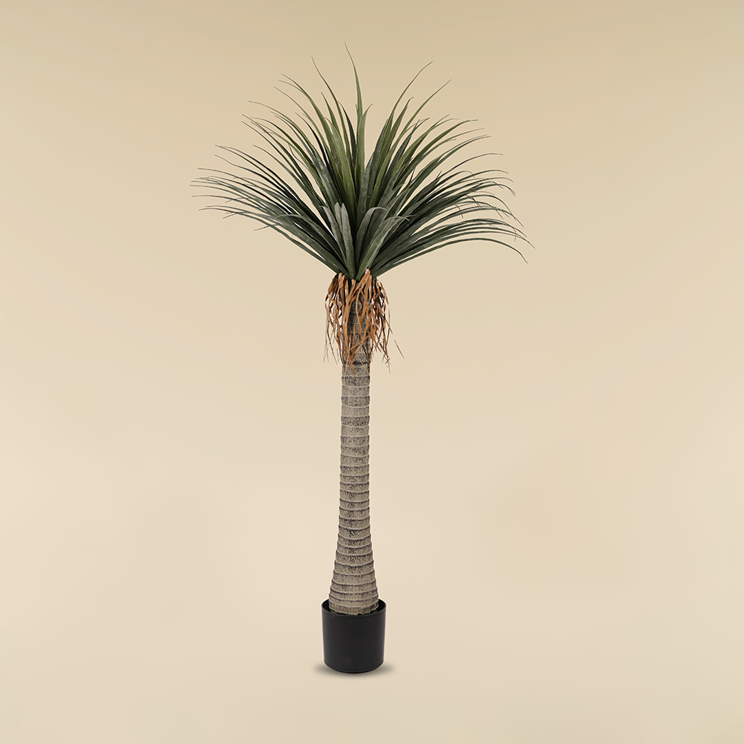 Yucca (5.4 ft)