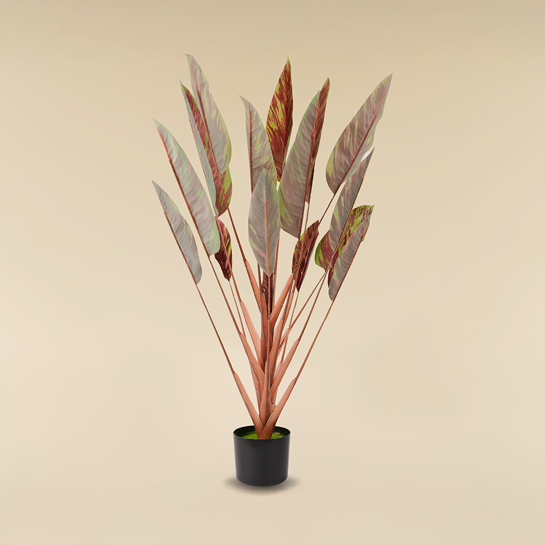 Bird of Paradise