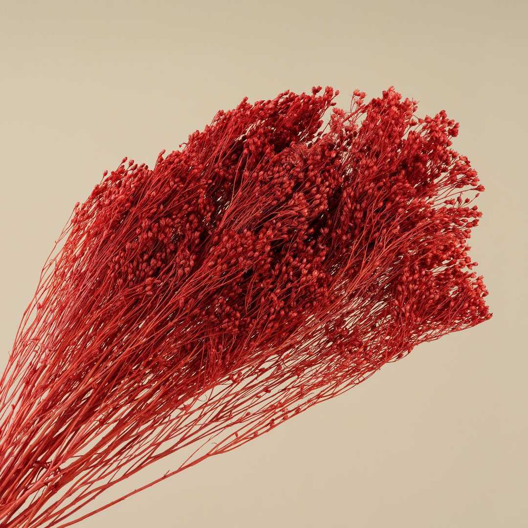 Dried Fuchsia Bloom