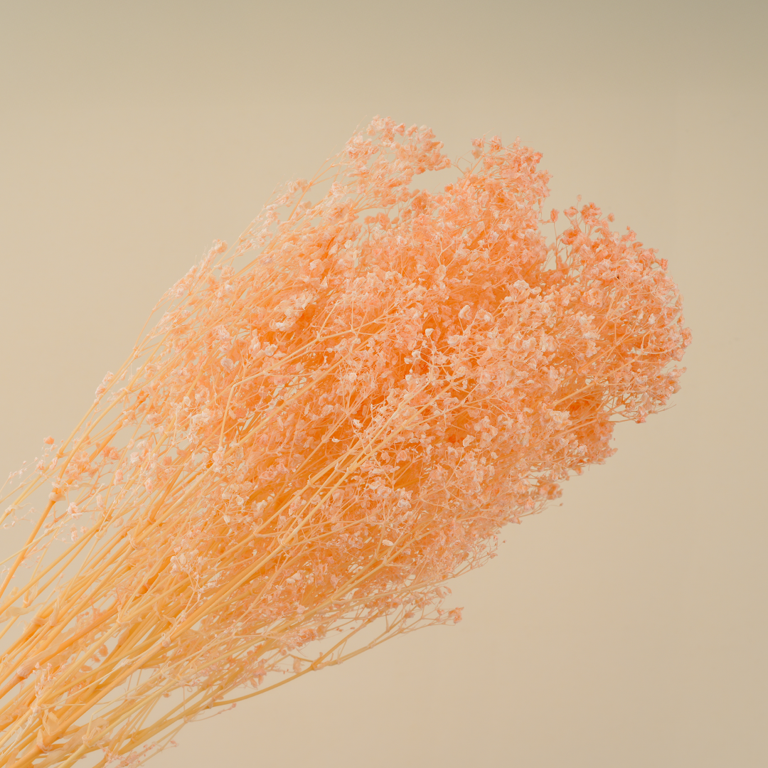 Dried Gypsophile Paniculata Rose