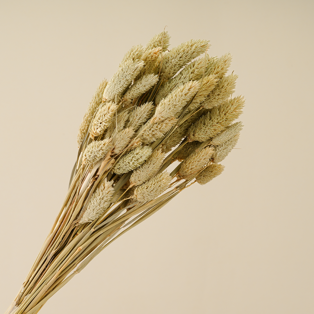 Dried Botanical - Phalaris Naturelle (Yellow)