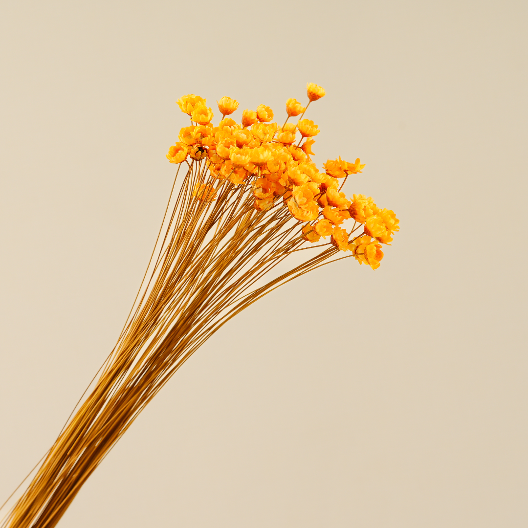 Dried Glixia Jaune