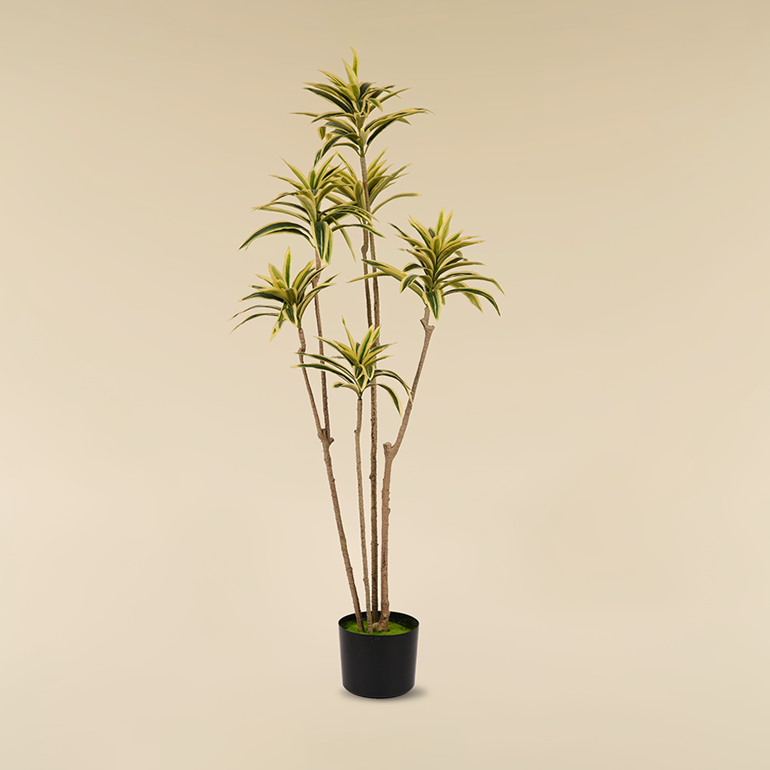 dracaena deco Dracaena Reflexa – Ling's Deco
