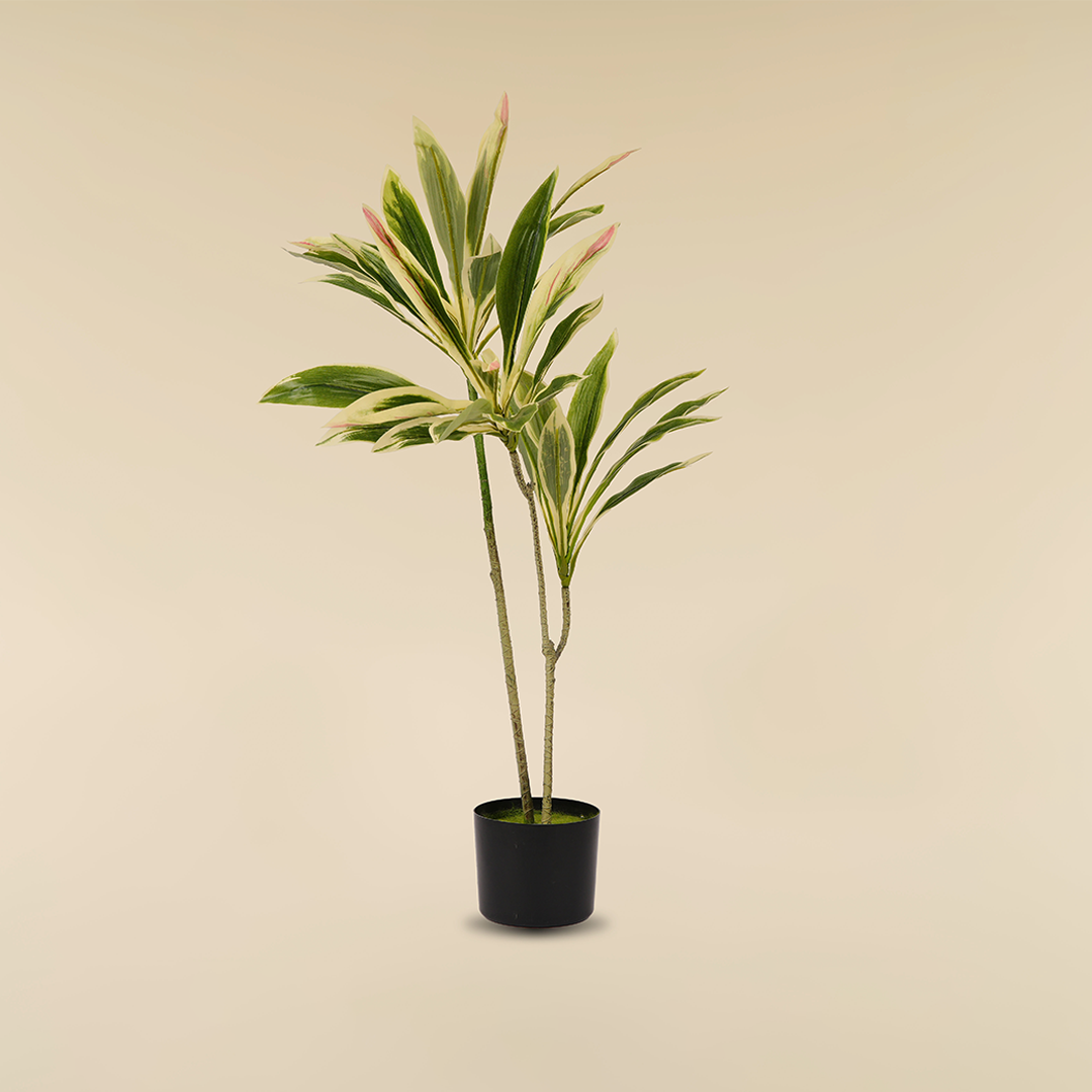 dracaena deco Dracaena – Ling's Deco