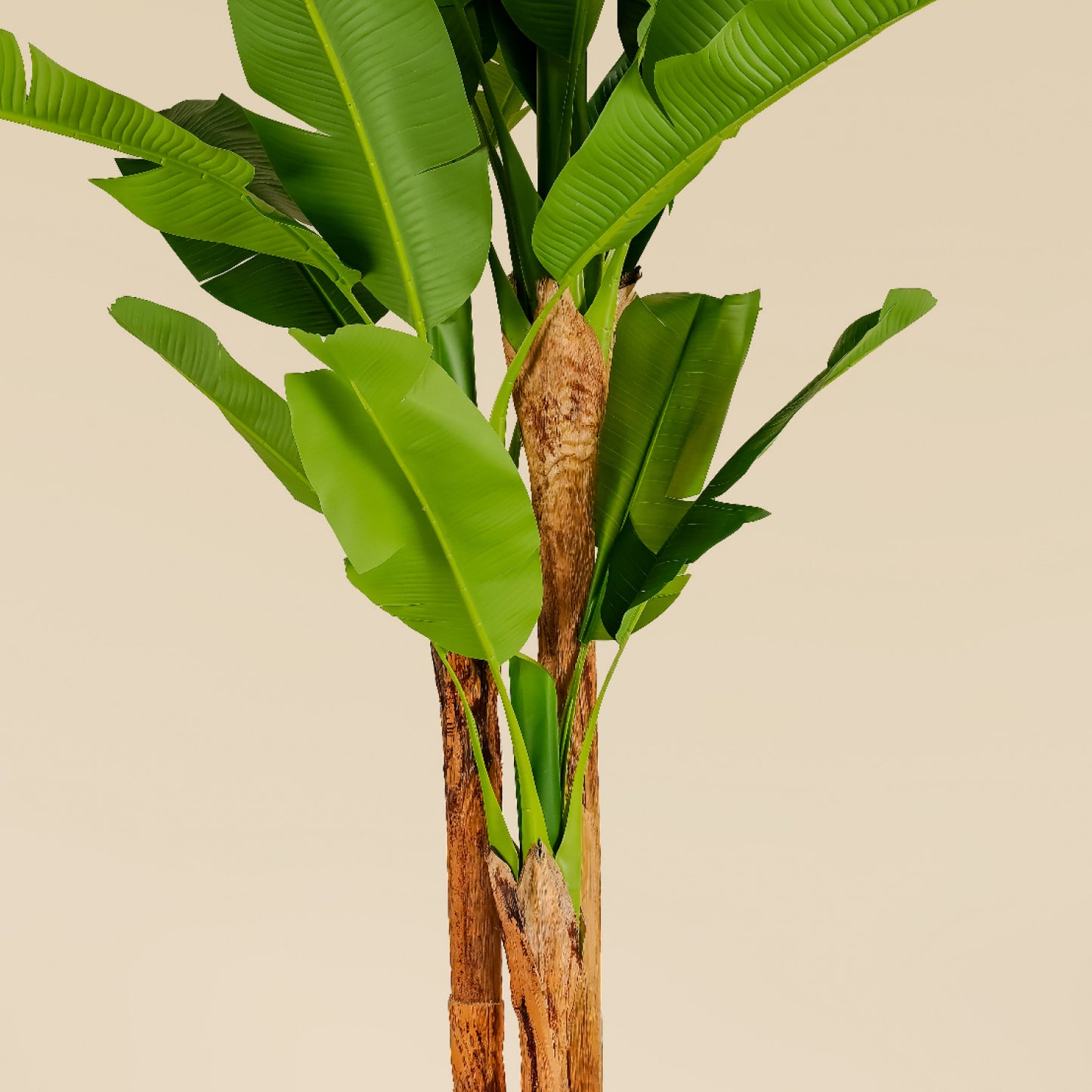 Banana Tree 7.9 ft