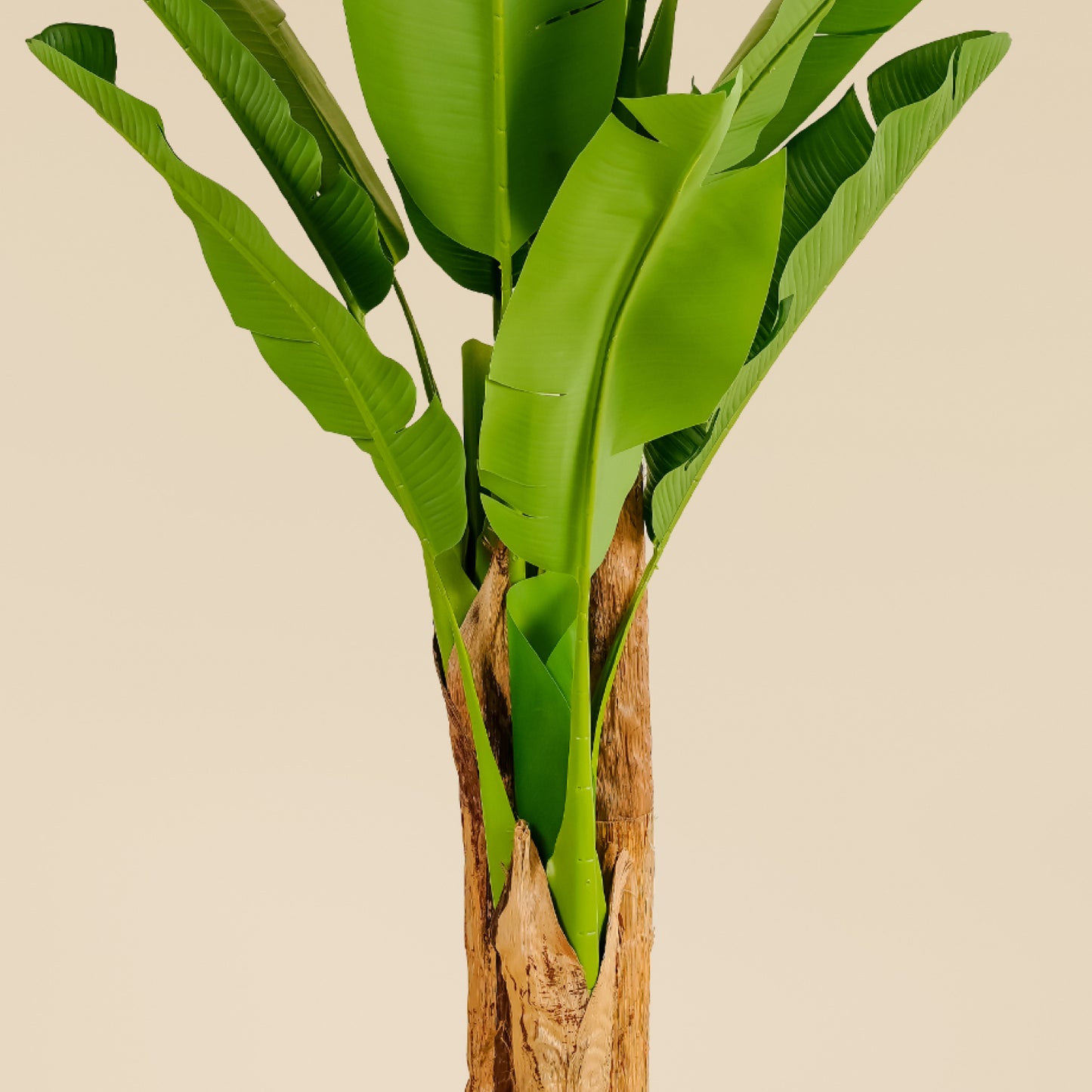 Banana Tree 6.6 ft