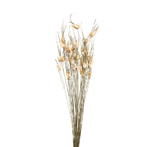 Dried Tulip Star Bouquet