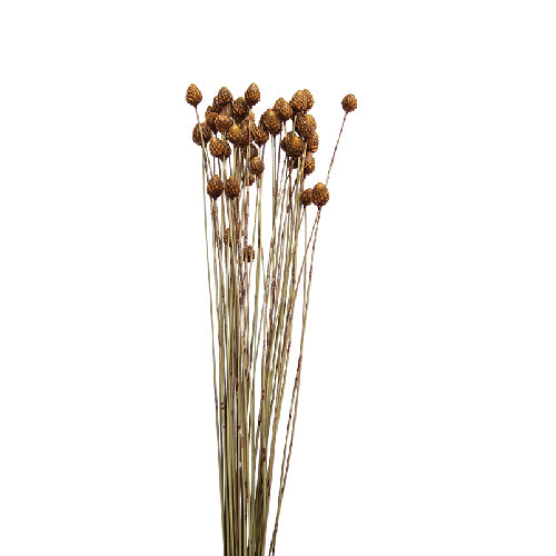 Dried Pineapple Button Flowers