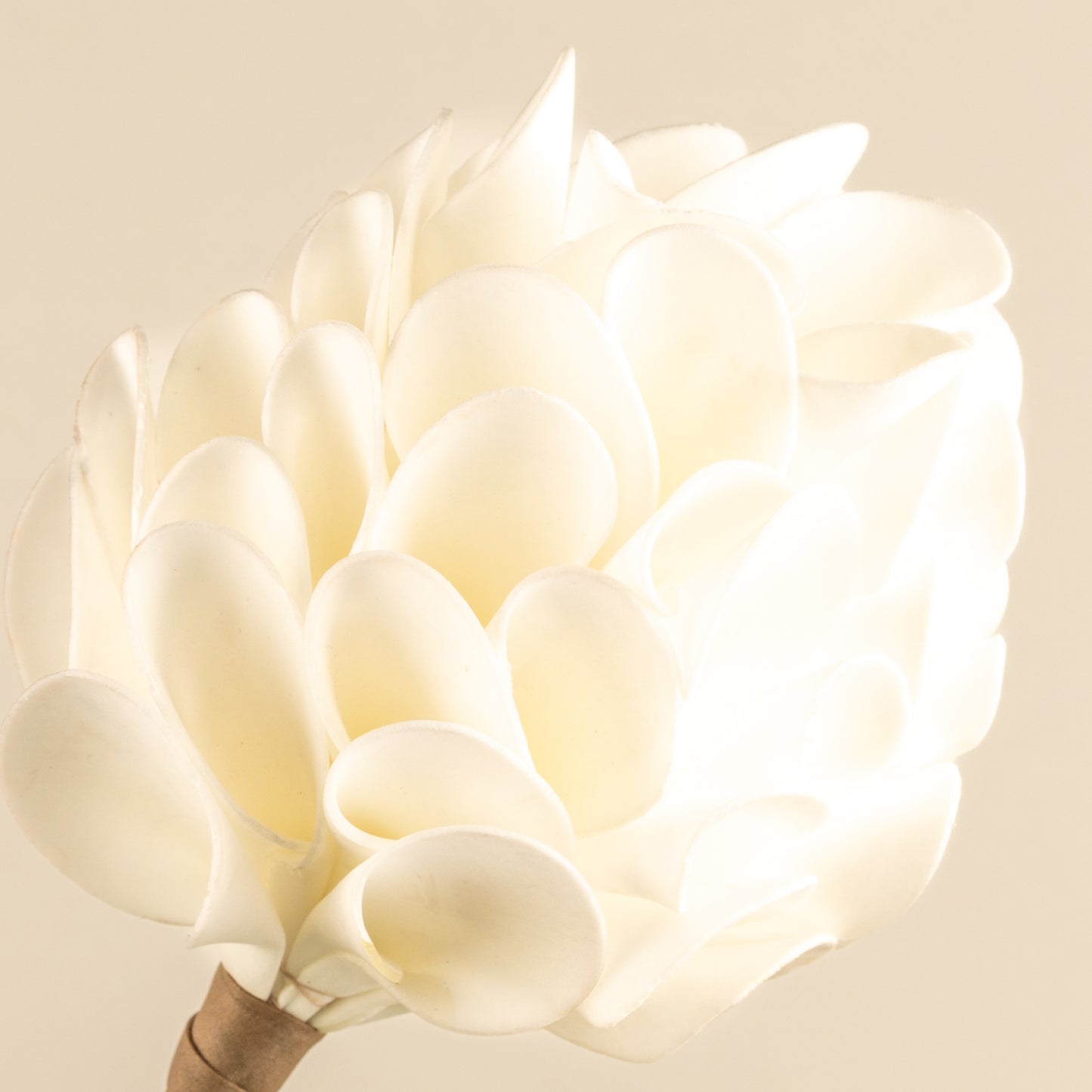 Chrysanthemum Foam Flower (White)