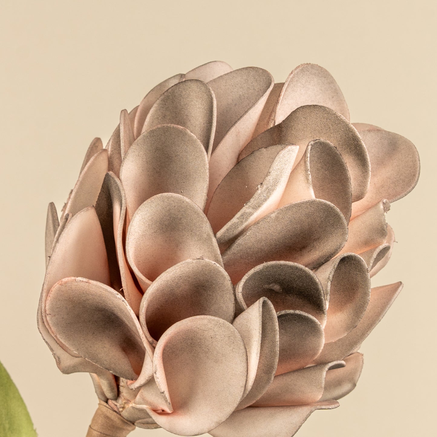 Chrysanthemum Foam Flower (Ash)