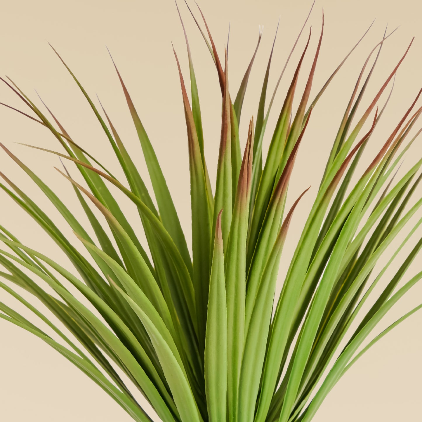 Green Yucca Plant (70 Leaves)