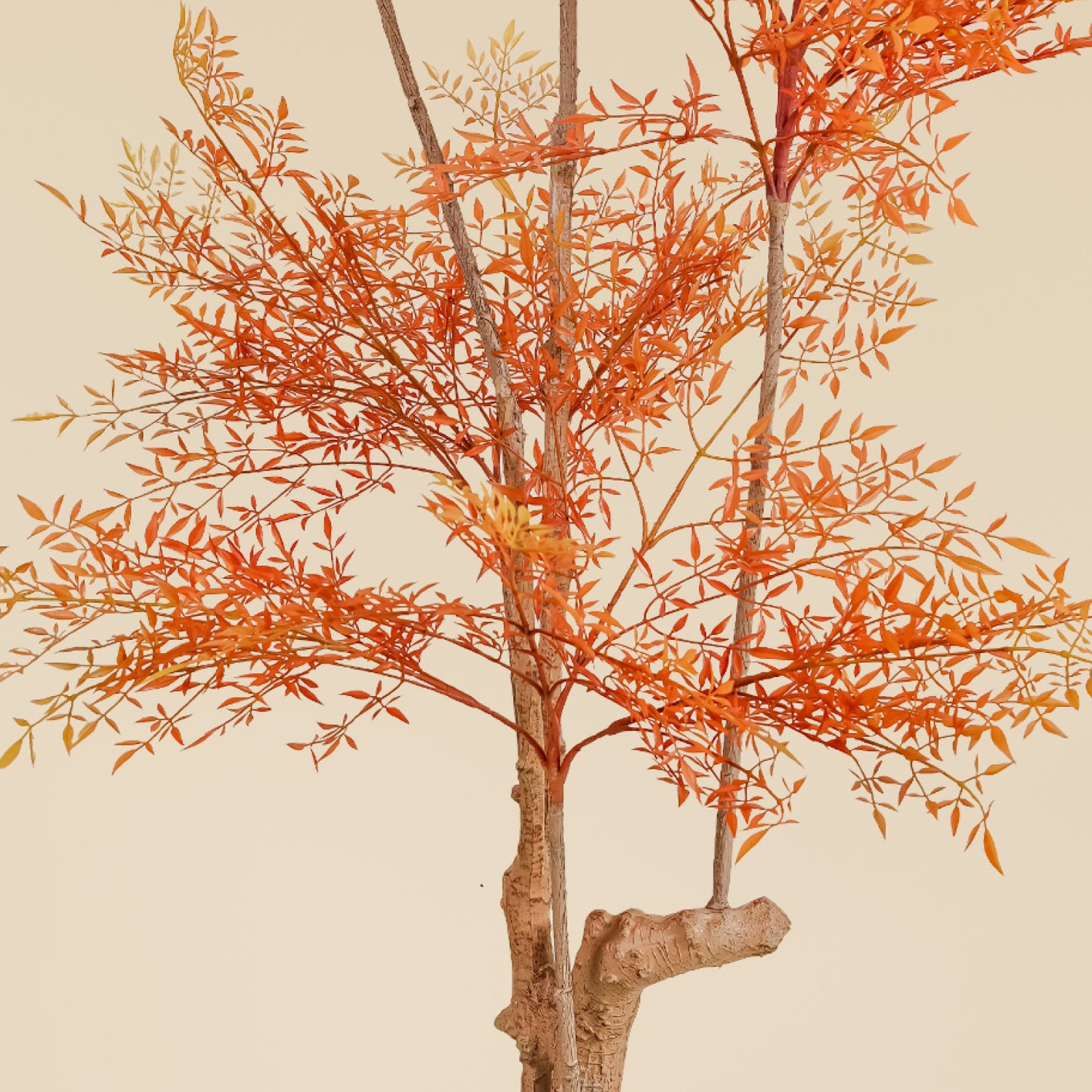 Heavenly Bamboo (Autumn) 6.4 Feet