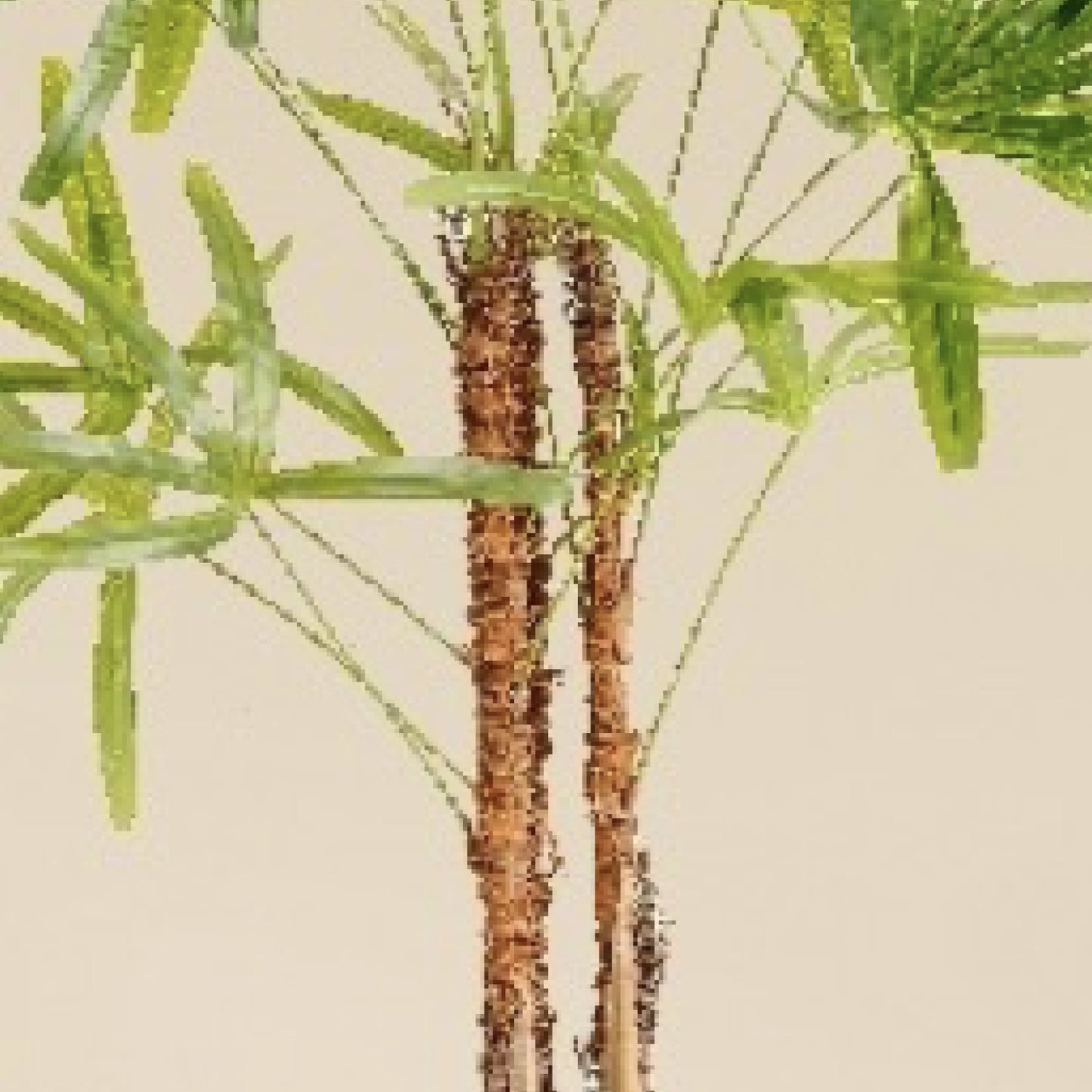 Lady Palm 3 Feet