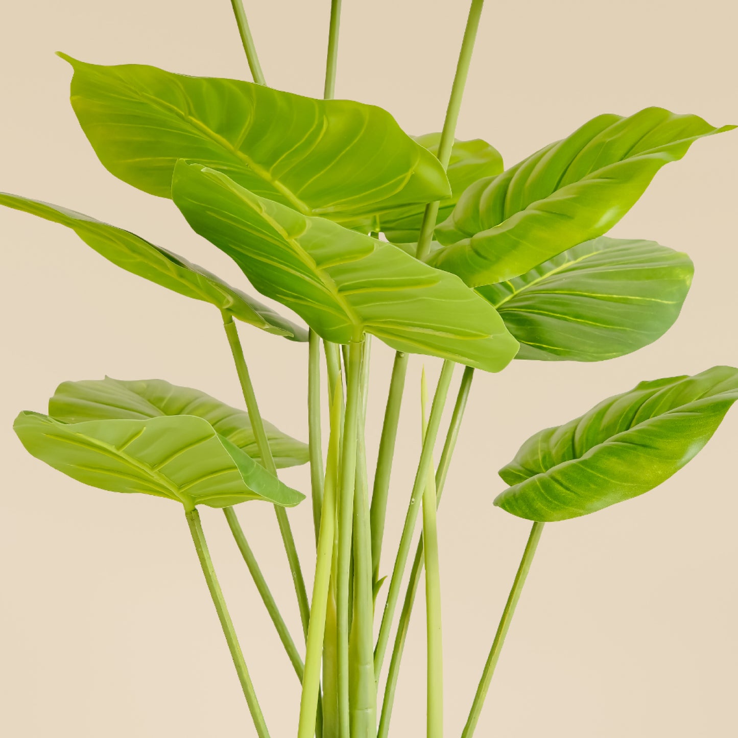 Money Plant (12 leaves)