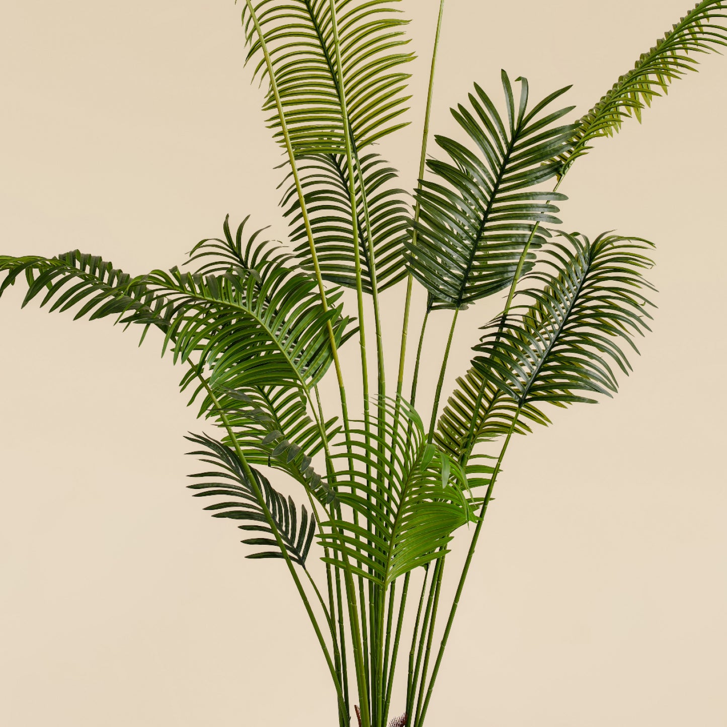 Areca Palm (18 leaves)