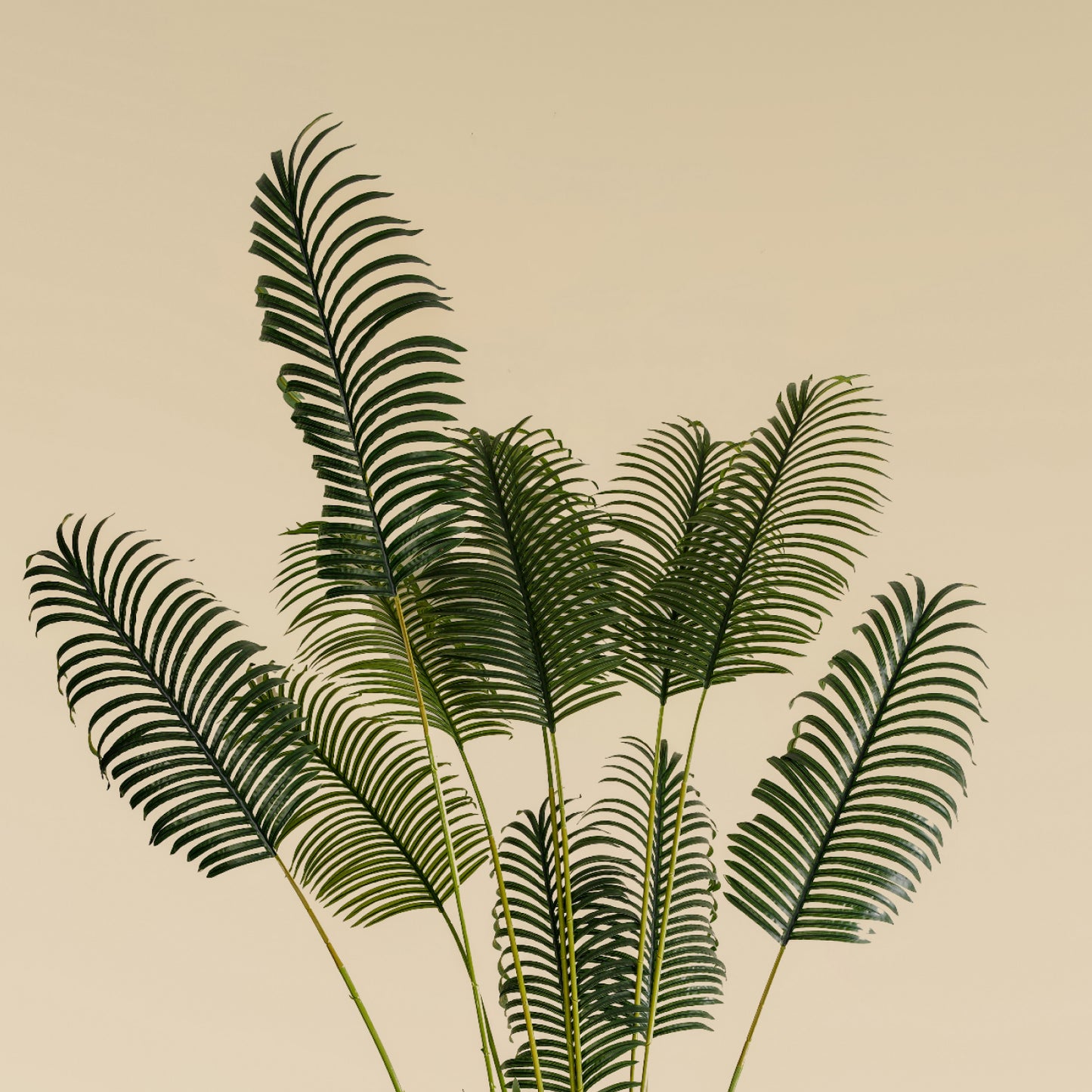 Areca Palm (24 leaves)