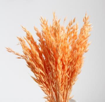 Dried Botanical - Avoine Rose (cream)