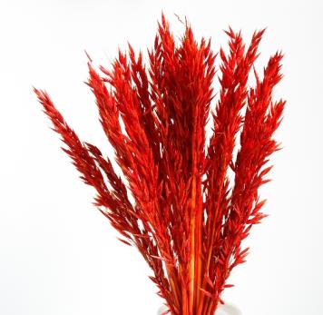 Dried Botanical - Avoine Rose (red)