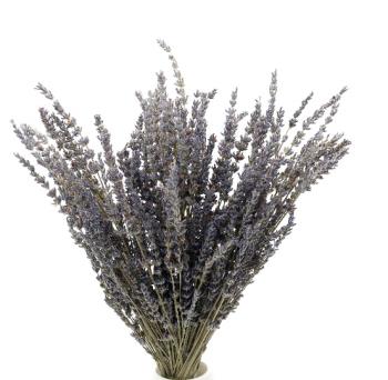 Dried Blue Lavander