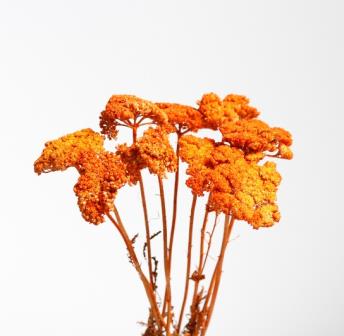 Dried Achilea Parker Jaune Nat