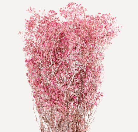 Dried Gypsophile Pan Pres Rose