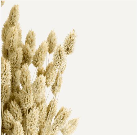 Dried Botanical - Phalaris Naturelle (Yellow)