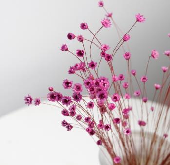 Dried Glixia Jaune (Purple)