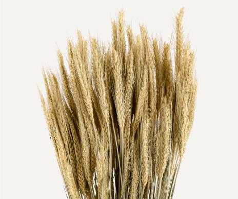 Dried Ble Marron (Yellow)