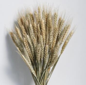 Dried Setaire Naturelle