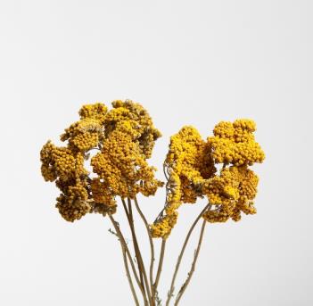 Dried Achilea Parker Jaune Nat (Yellow)