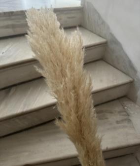 Dried Fluffy Pampas (Cream)