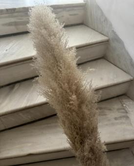 Dried Fluffy Pampas (Grey)