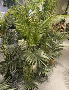 Areca Palm