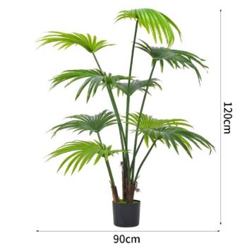 Fan Palm