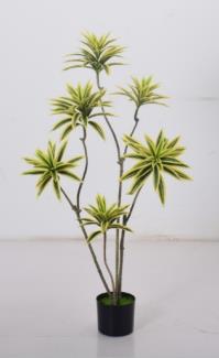 Dracaena Reflexa