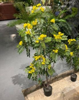 Cassia Flowering Tree