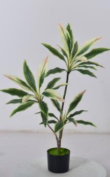 Dracaena