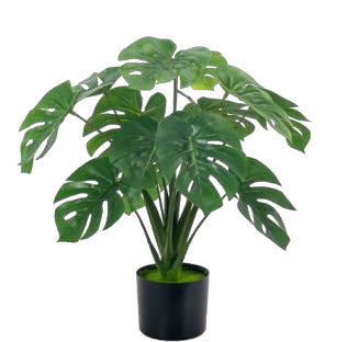 Monstera (13 leaves)