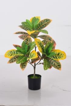 Garden Croton