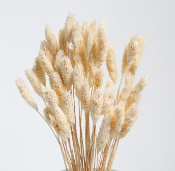Dried Phalaris Naturelle (Cream)