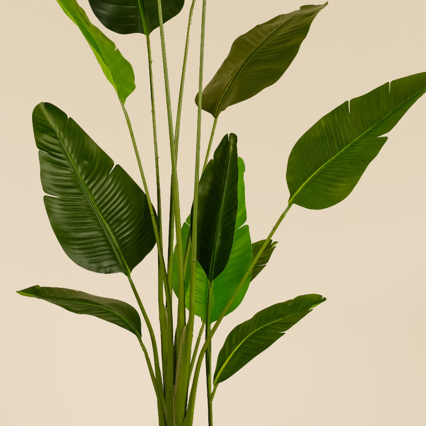 Traveller's Palm (13 Leaves)