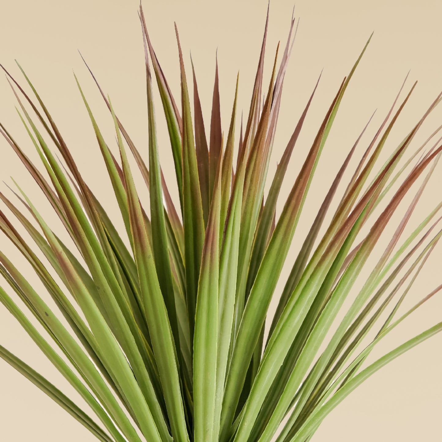 White Yucca Plant (70 Leaves)